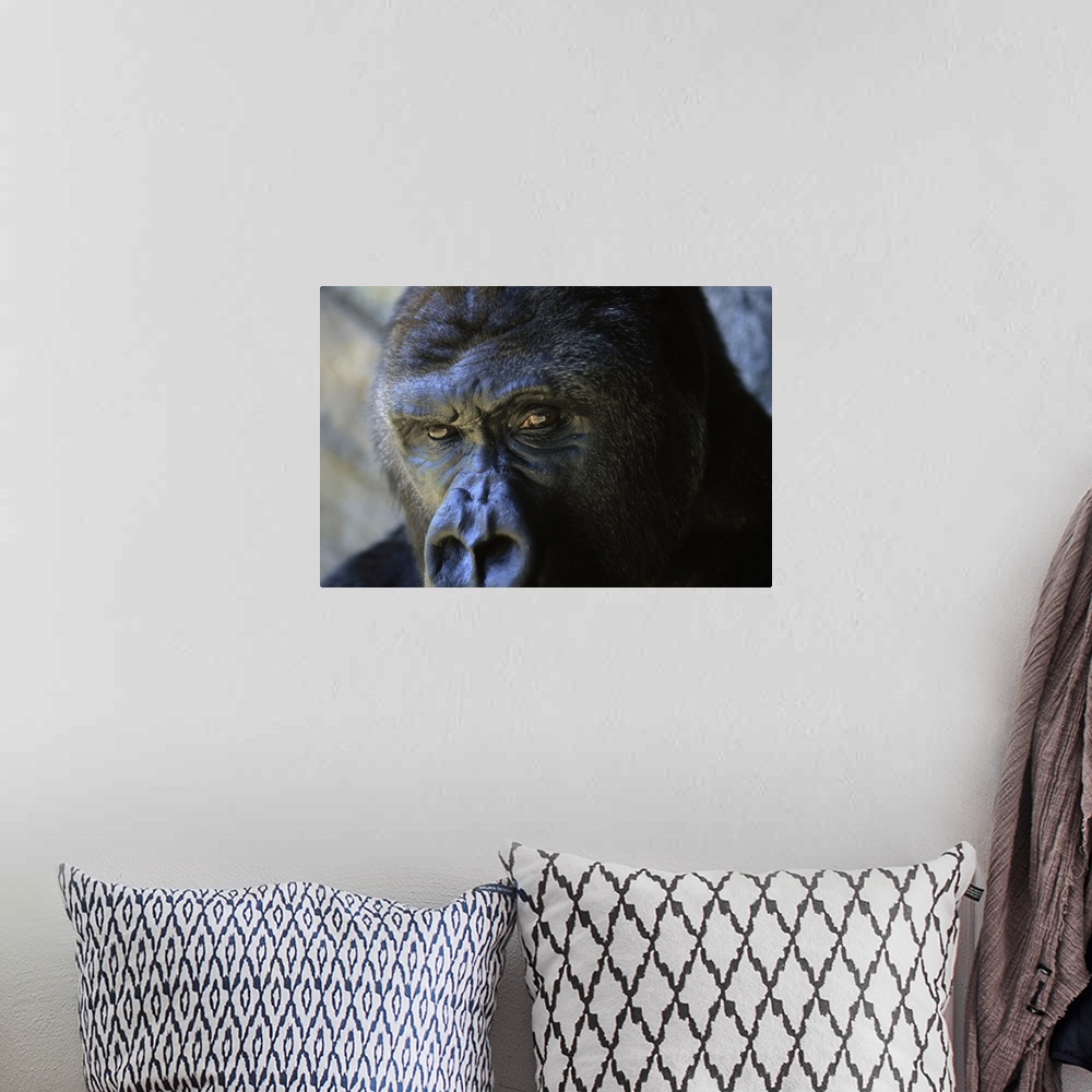 A bohemian room featuring Close view of the face a gorilla (gorilla gorilla). Florida, united states of America.