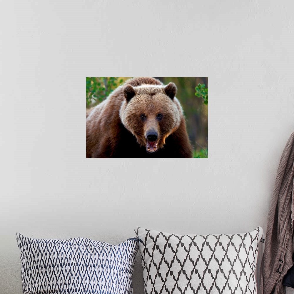 A bohemian room featuring Closeup Of Brown Bear Yukon Territory Canada Spring