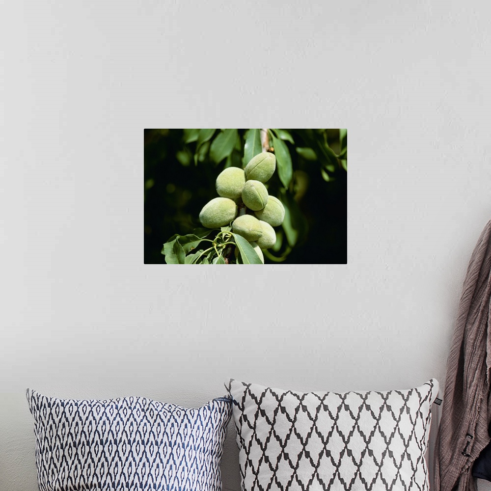 A bohemian room featuring Closeup of maturing almonds on the tree, Manteca, California