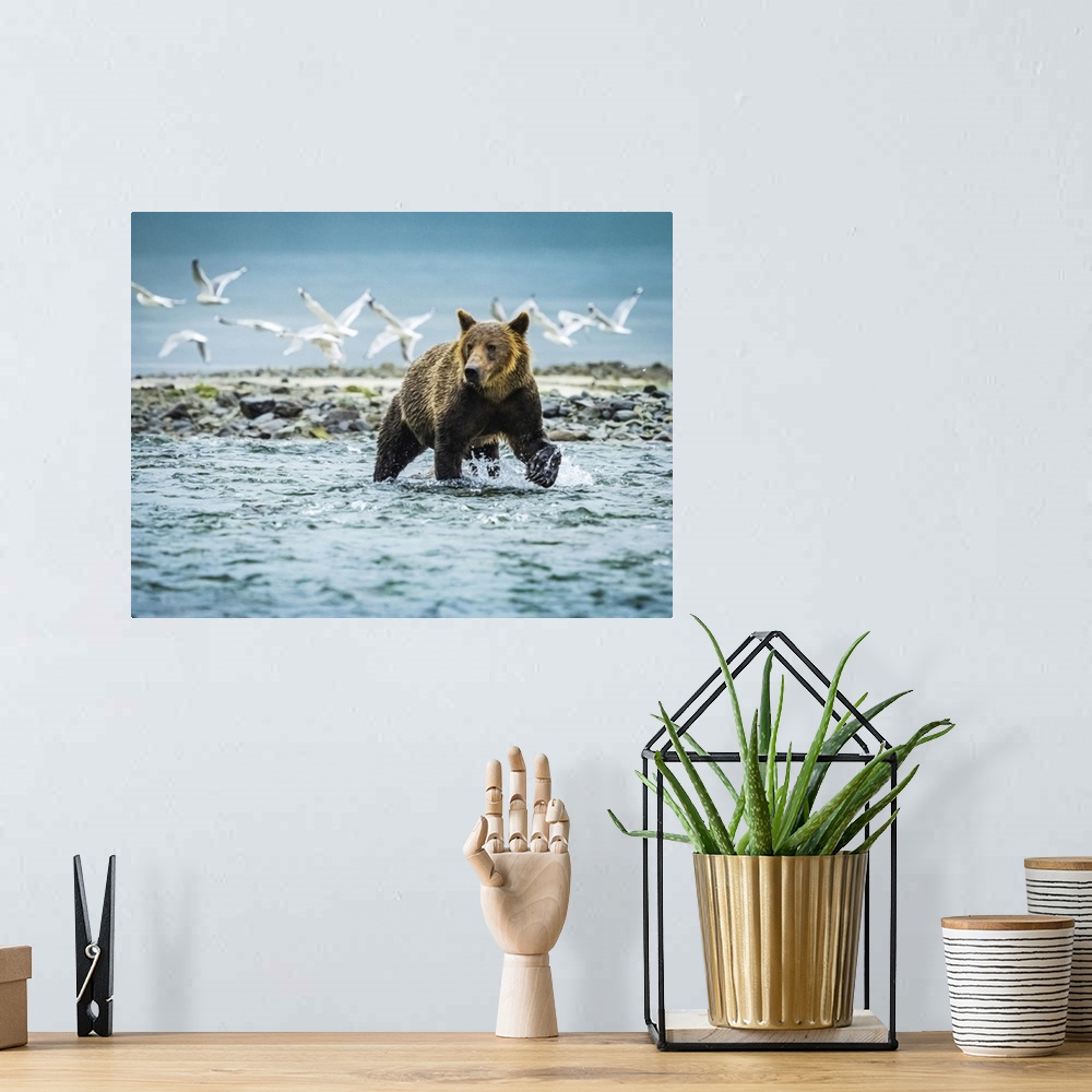 A bohemian room featuring Coastal Brown Bear (Ursus arctos horribilis) fishing for salmon in Geographic Harbor, Katmai Nati...