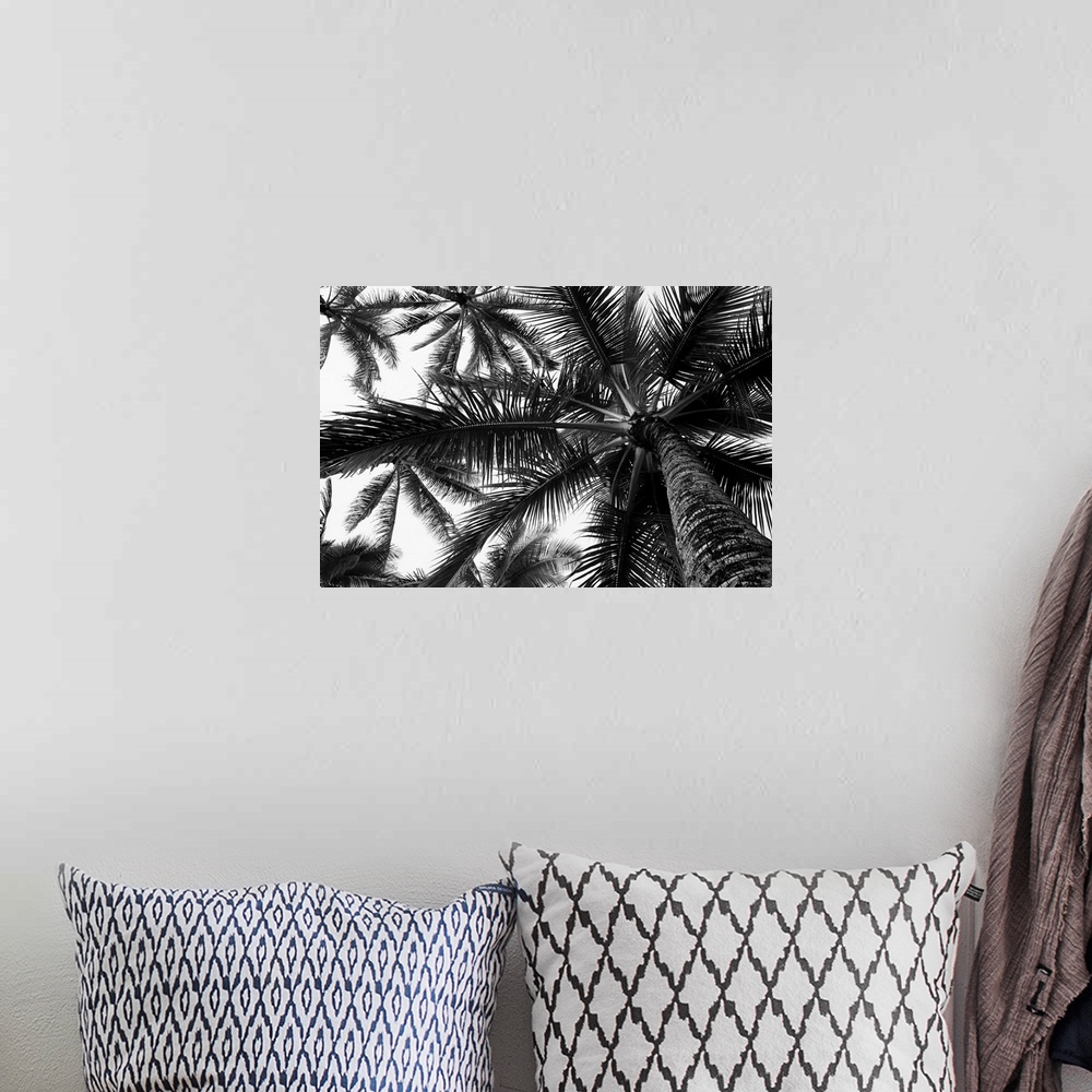 A bohemian room featuring Low angle view of coconut palm trees in black and white; Honolulu, Oahu, Hawaii, United States of...