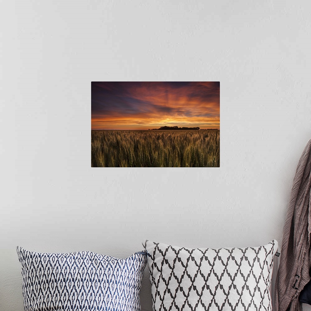 A bohemian room featuring Colourful Sky At Sunrise Over A Wheat Field; Saskatchewan, Canada