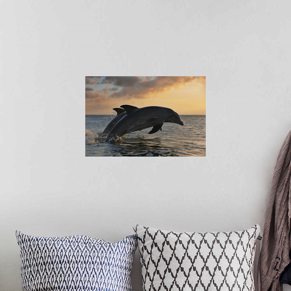 A bohemian room featuring Common Bottlenose Dolphins Jumping in Sea at Sunset, Roatan, Bay Islands, Honduras