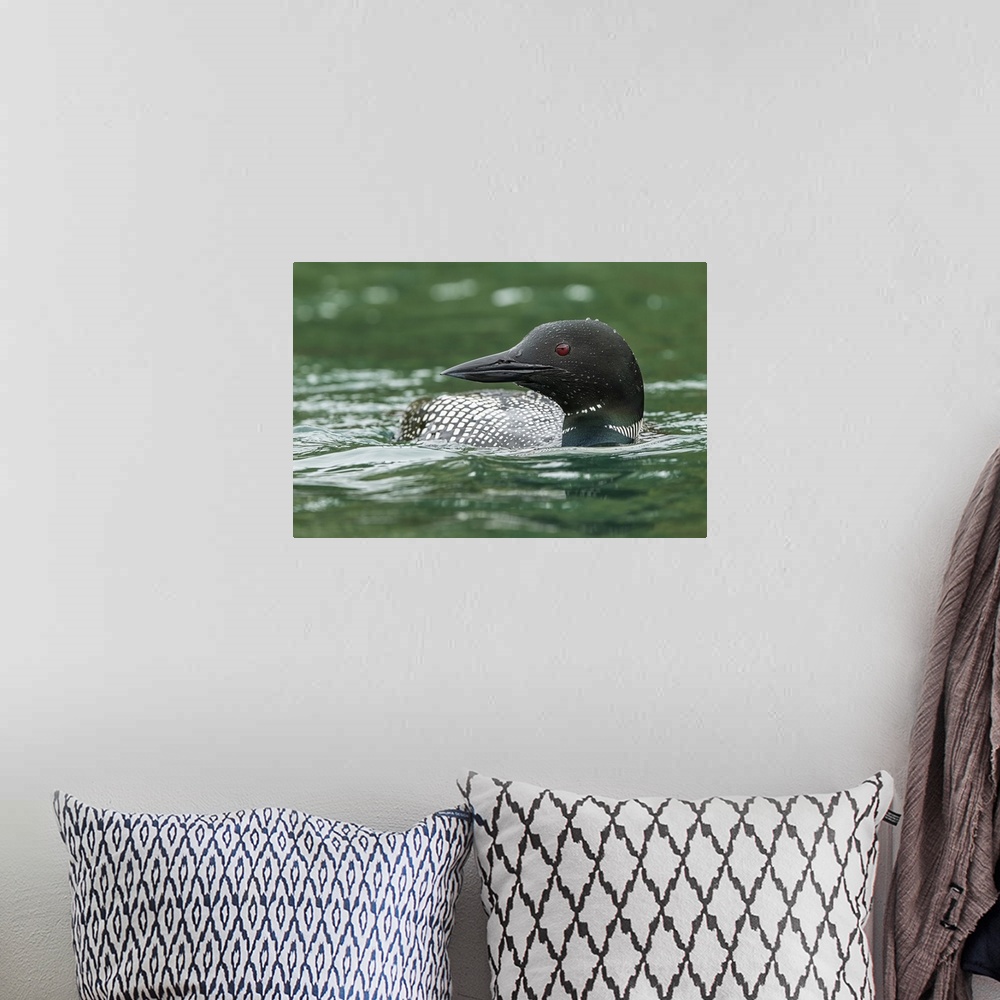 A bohemian room featuring Common Loon (Gavia immer) in breeding plumage in a lake; Whitehorse, Yukon, Canada.