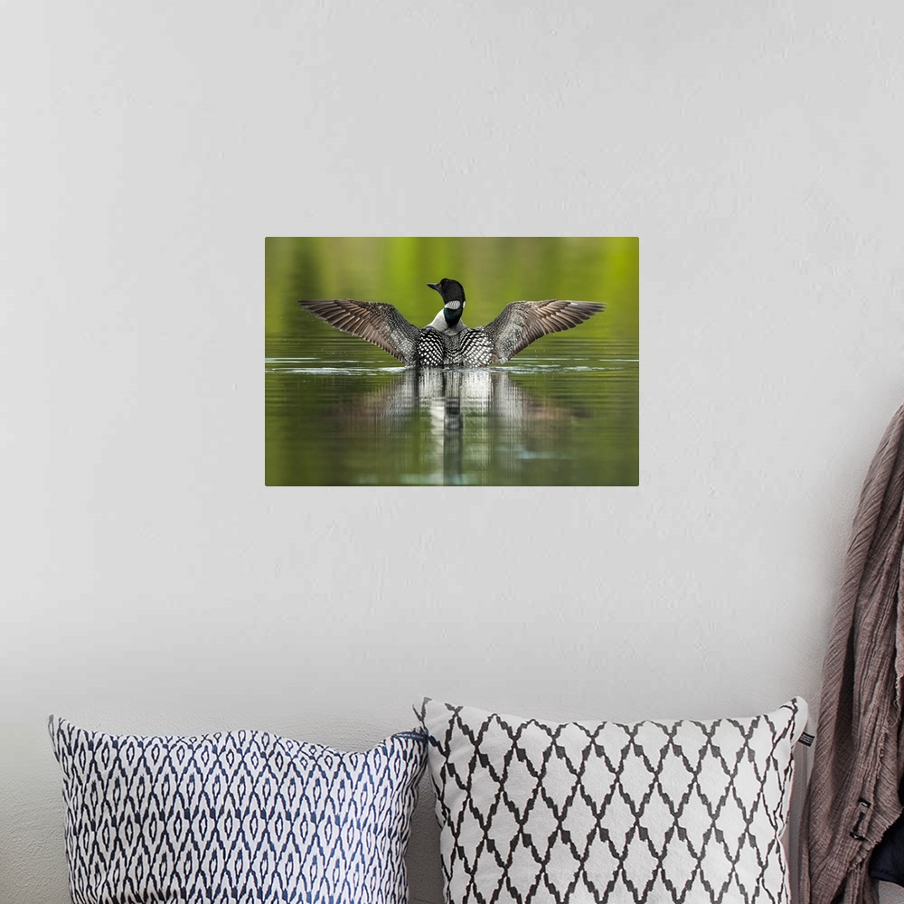 A bohemian room featuring Common Loon (Gavia immer) in breeding plumage on the water; Whitehorse, Yukon, Canada.