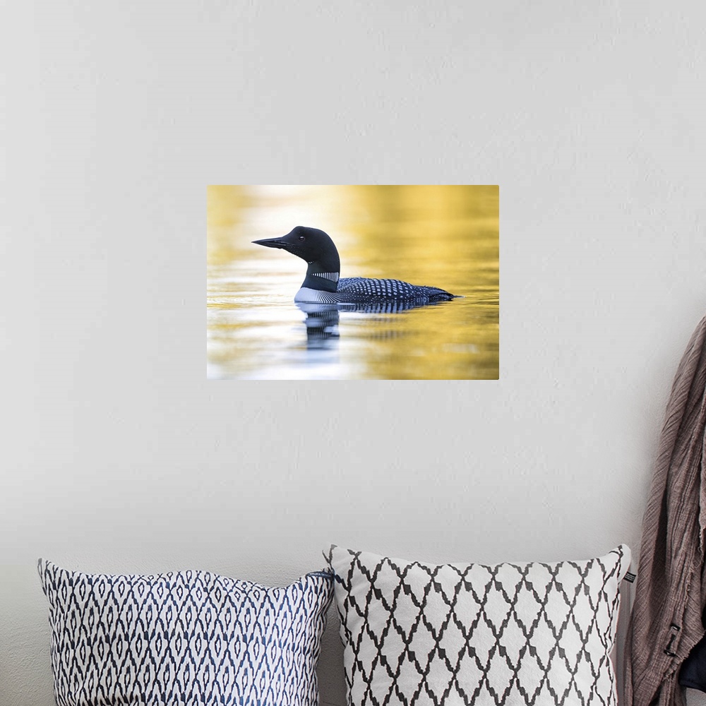 A bohemian room featuring Common Loon swimming in the water.