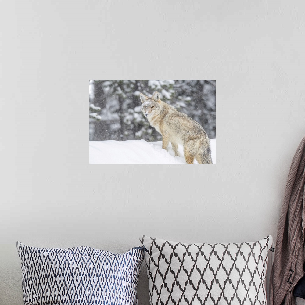 A bohemian room featuring Coyote Standing In A Snowbank In The Falling Snow, Yellowstone National Park