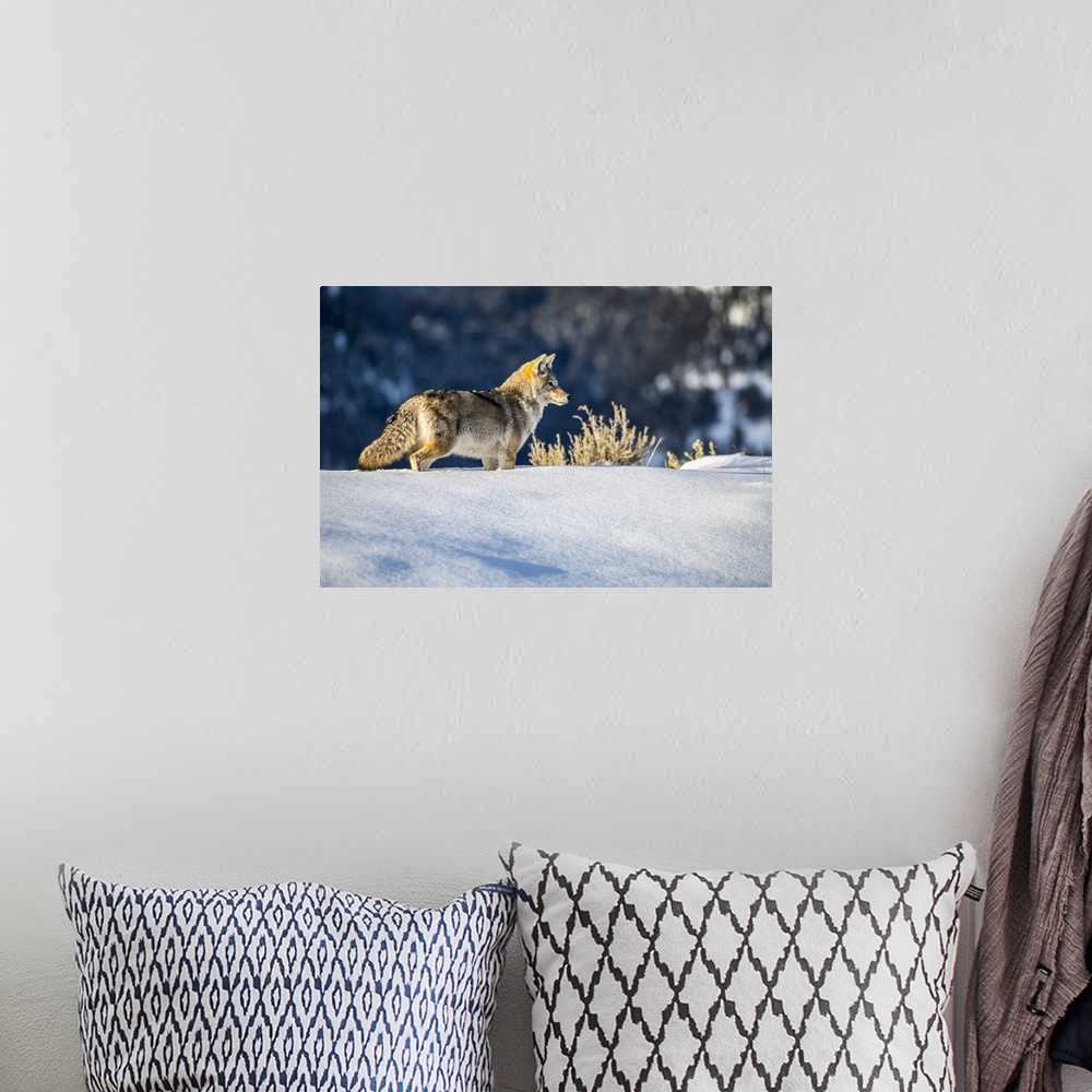 A bohemian room featuring Coyote (Canis latrans) standing in deep snow in Yellowstone National Park; Wyoming, United States...