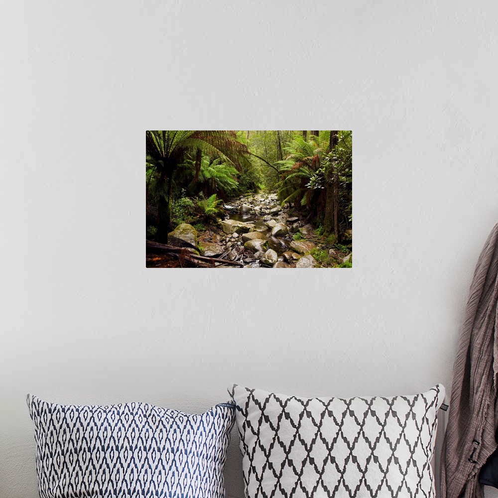 A bohemian room featuring Creek Running Through The Rainforest, Victoria, Australia
