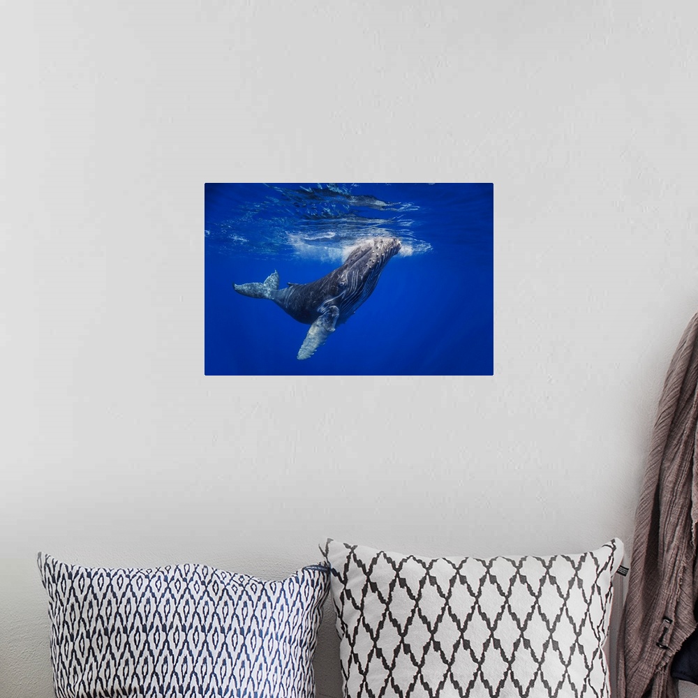 A bohemian room featuring Curious young humpback whale (megaptera novaeangliae) underwater, Hawaii, united states of America.