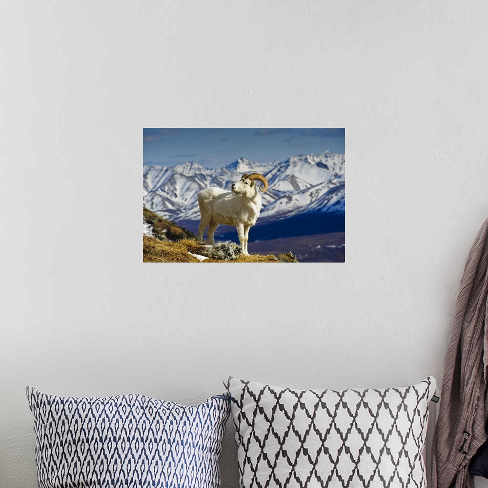 A bohemian room featuring A Young Dall Sheep Ram Standing On Mount Margaret With The Alaska Range In The Background, Denali...