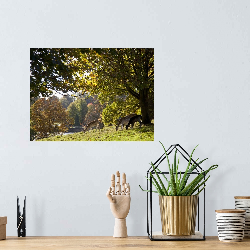 A bohemian room featuring Deer (Cervidae) Grazing On The Grass By Water; North Yorkshire, England
