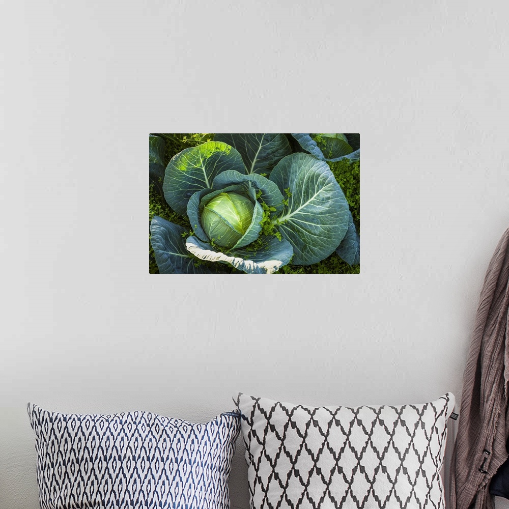 A bohemian room featuring Detail of a large cabbage (brassica oleracea) plant with chickweed (stellaria media) growing arou...