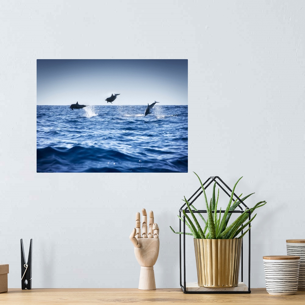 A bohemian room featuring Dolphins Playing In The Ocean