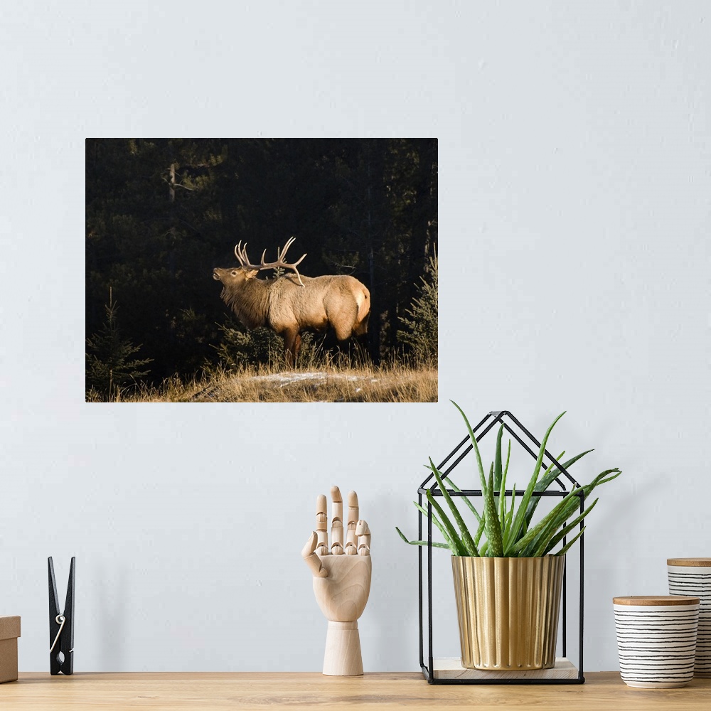 A bohemian room featuring Elk In Forest, Banff National Park, Alberta, Canada
