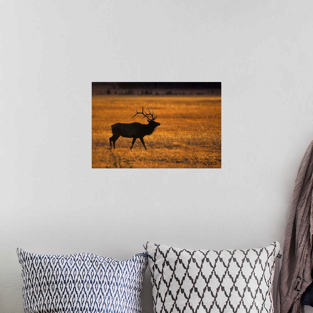 A bohemian room featuring Elk In Yellowstone National Park