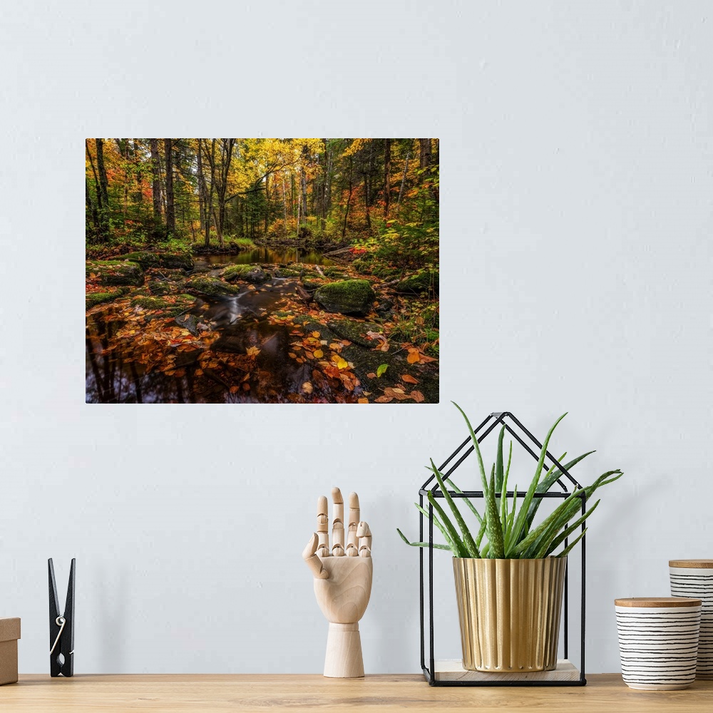 A bohemian room featuring Fall colours along a remote stream in rural Ontario, Algonquin Provincial Park; Ontario, Canada.