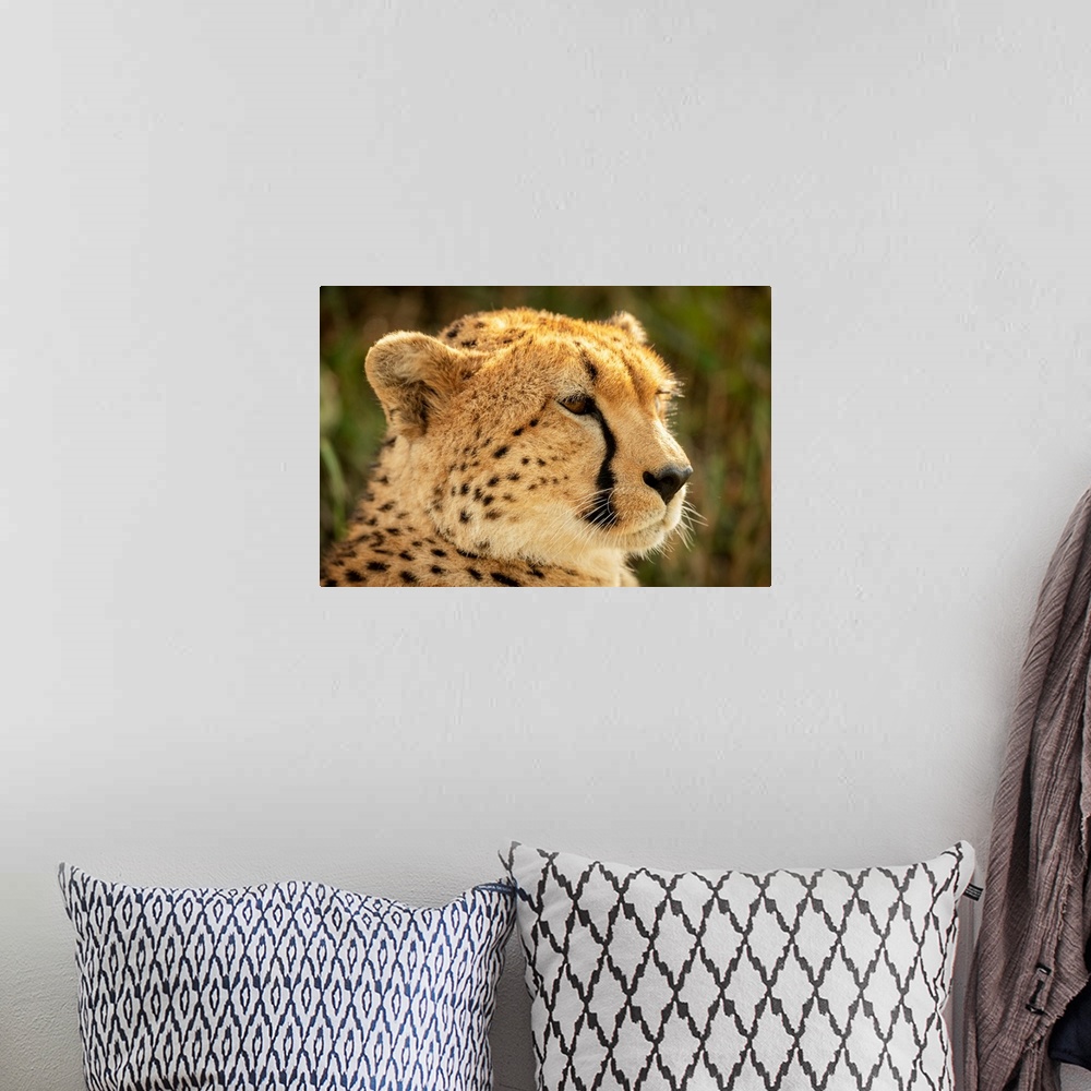 A bohemian room featuring Close-up of female cheetah (acinonyx jubatus) head facing right, klein's camp, Serengeti national...