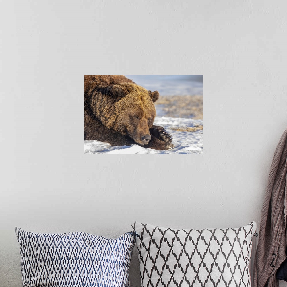 A bohemian room featuring Female Grizzly bear (Ursus arctic sp.) resting in the snow, Alaska Wildlife Conservation Center, ...