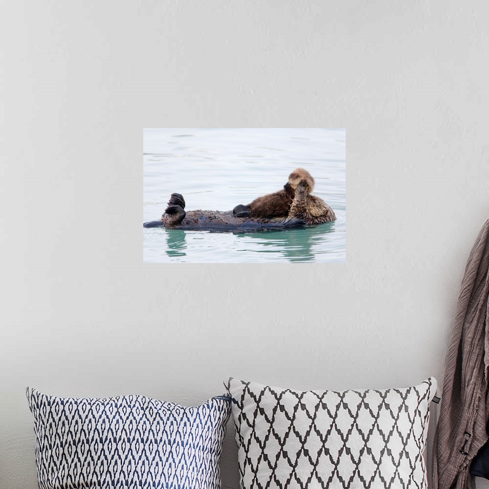 A bohemian room featuring Female Sea Otter Holds Newborn Pup While Floating In Prince William Sound, Alaska