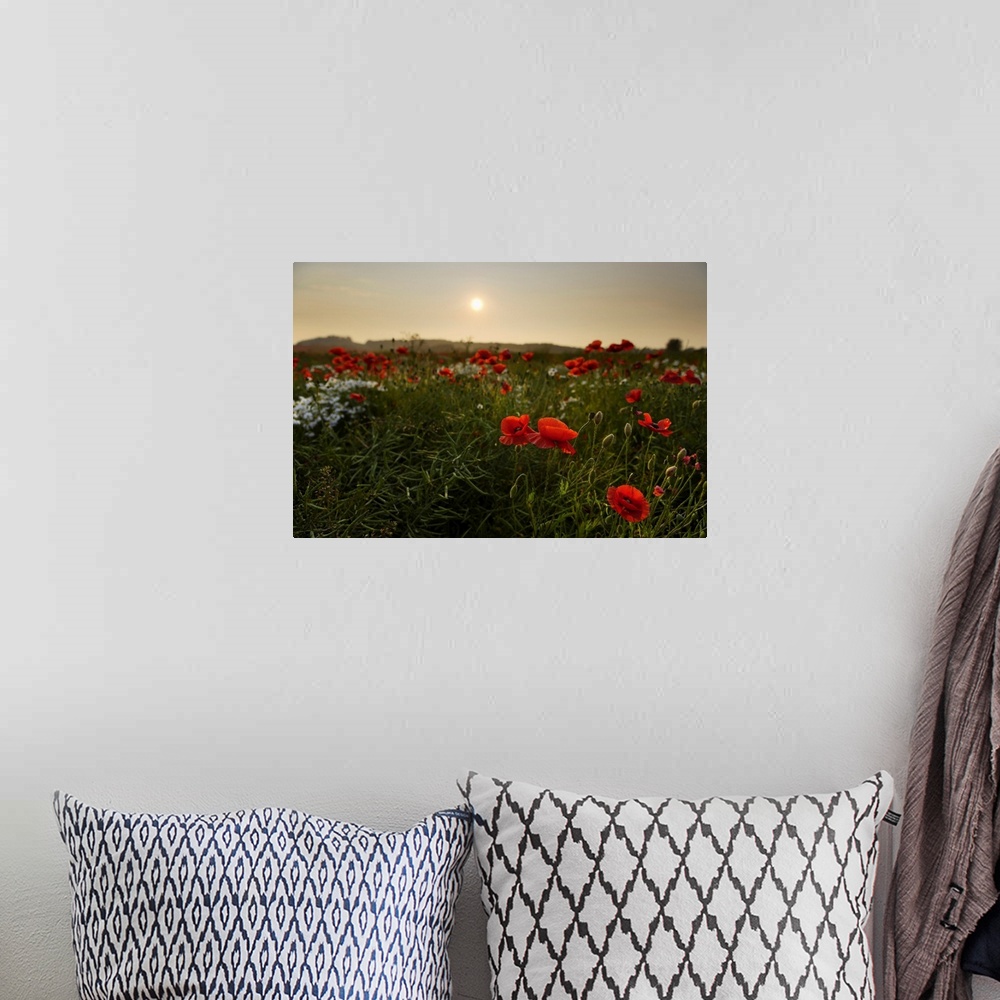 A bohemian room featuring Field of Poppies, Midlothian, Scotland, United Kingdom