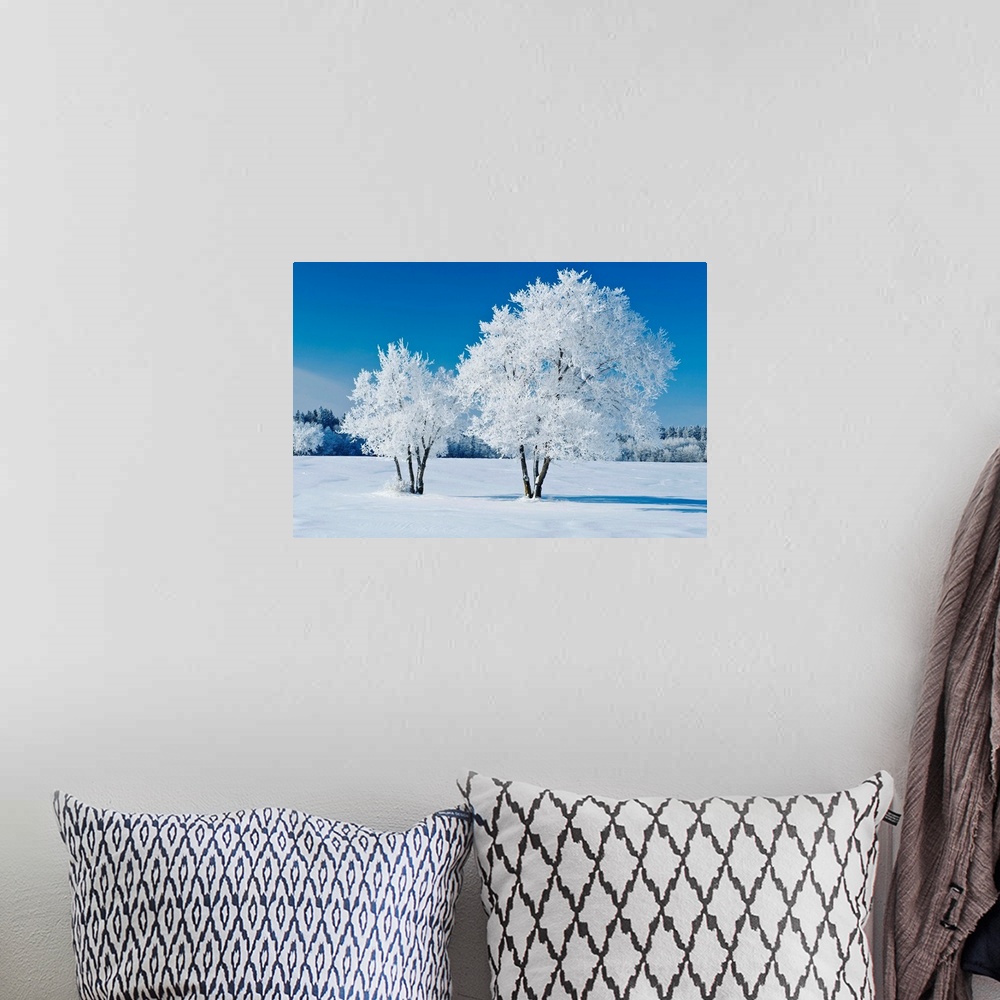A bohemian room featuring Field With Frost Covered Trees, Birds Hill Provincial Park, Manitoba, Canada