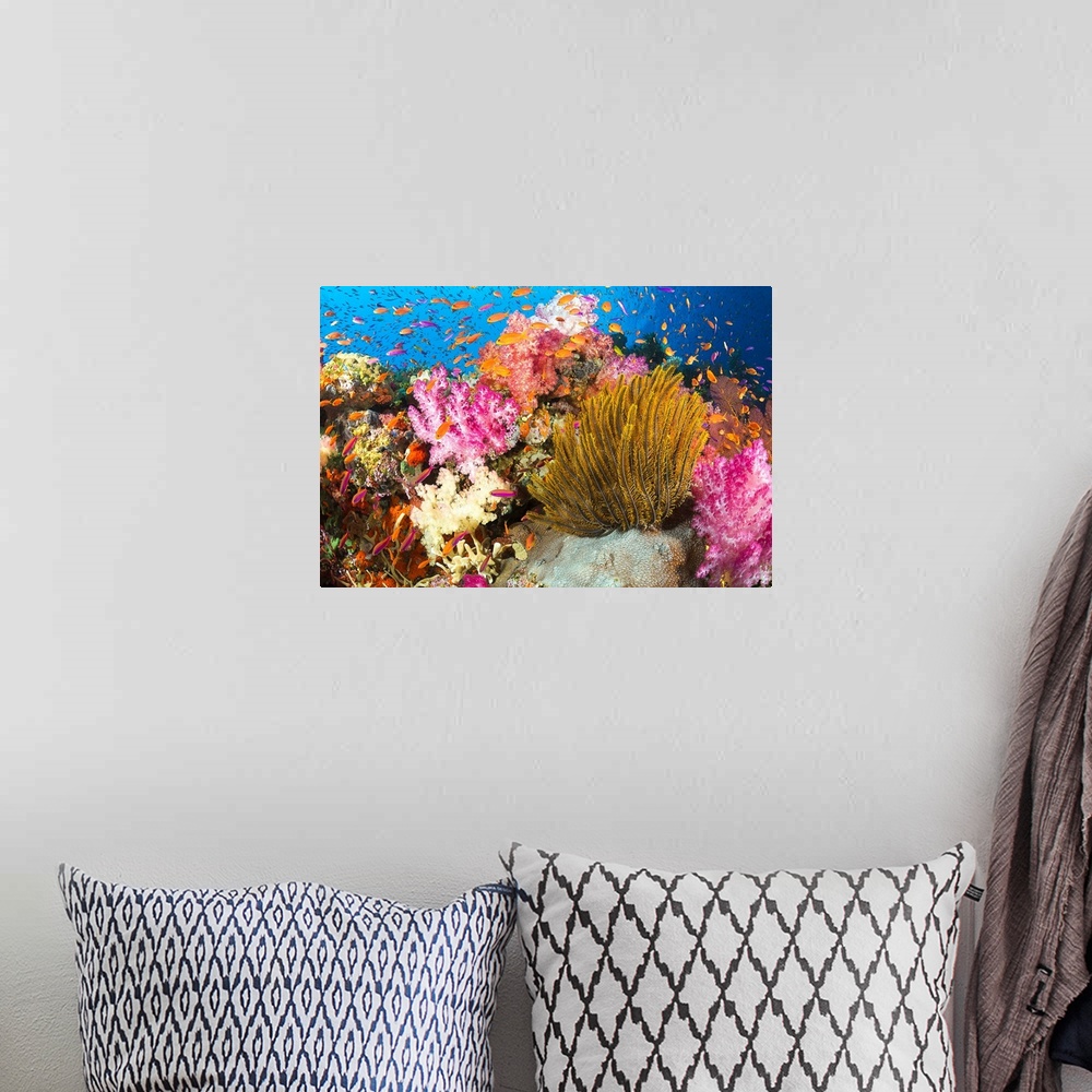 A bohemian room featuring Fiji, Alconarian Coral And A Crinoid Along With Schooling Anthias