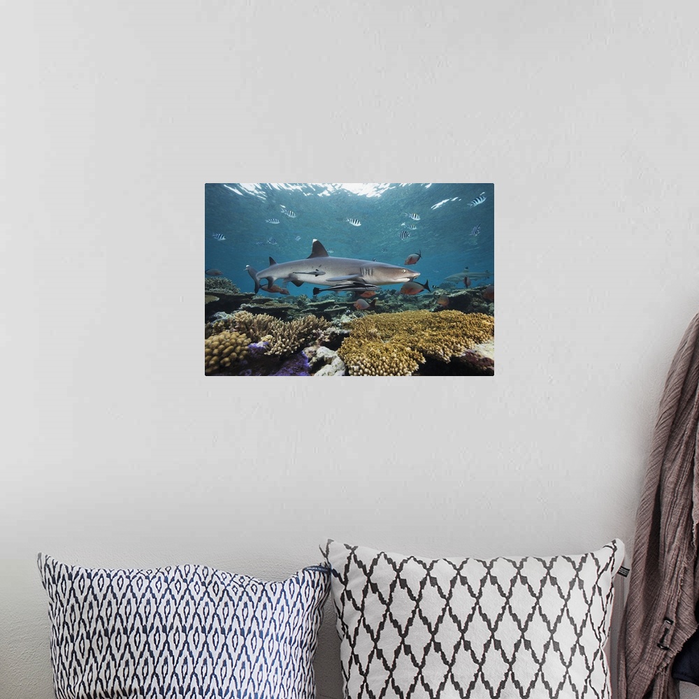 A bohemian room featuring Fiji, Beqa Lagoon, Whitetip Reef Shark (Triaenodon Obesus)