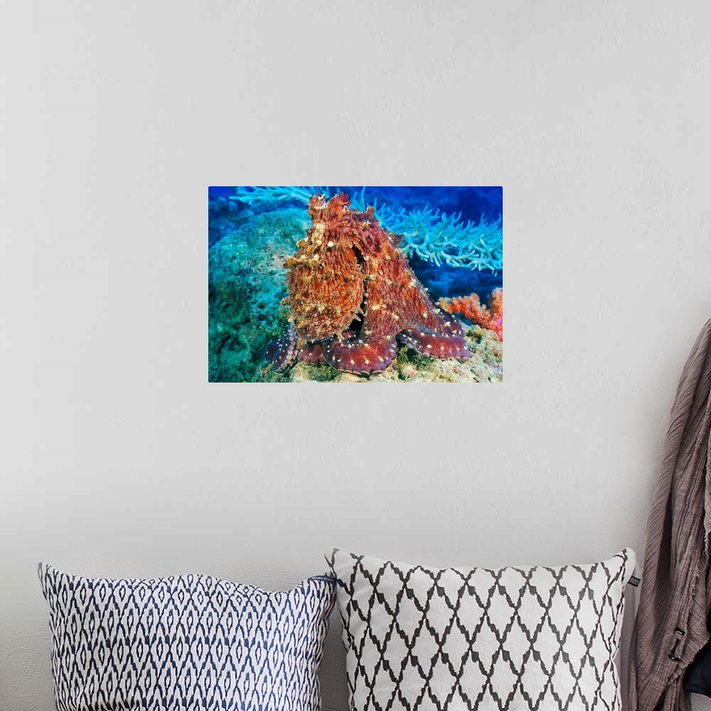 A bohemian room featuring Fiji, Day Octopus (Octopus Cyanea) With Textured Body On Coral
