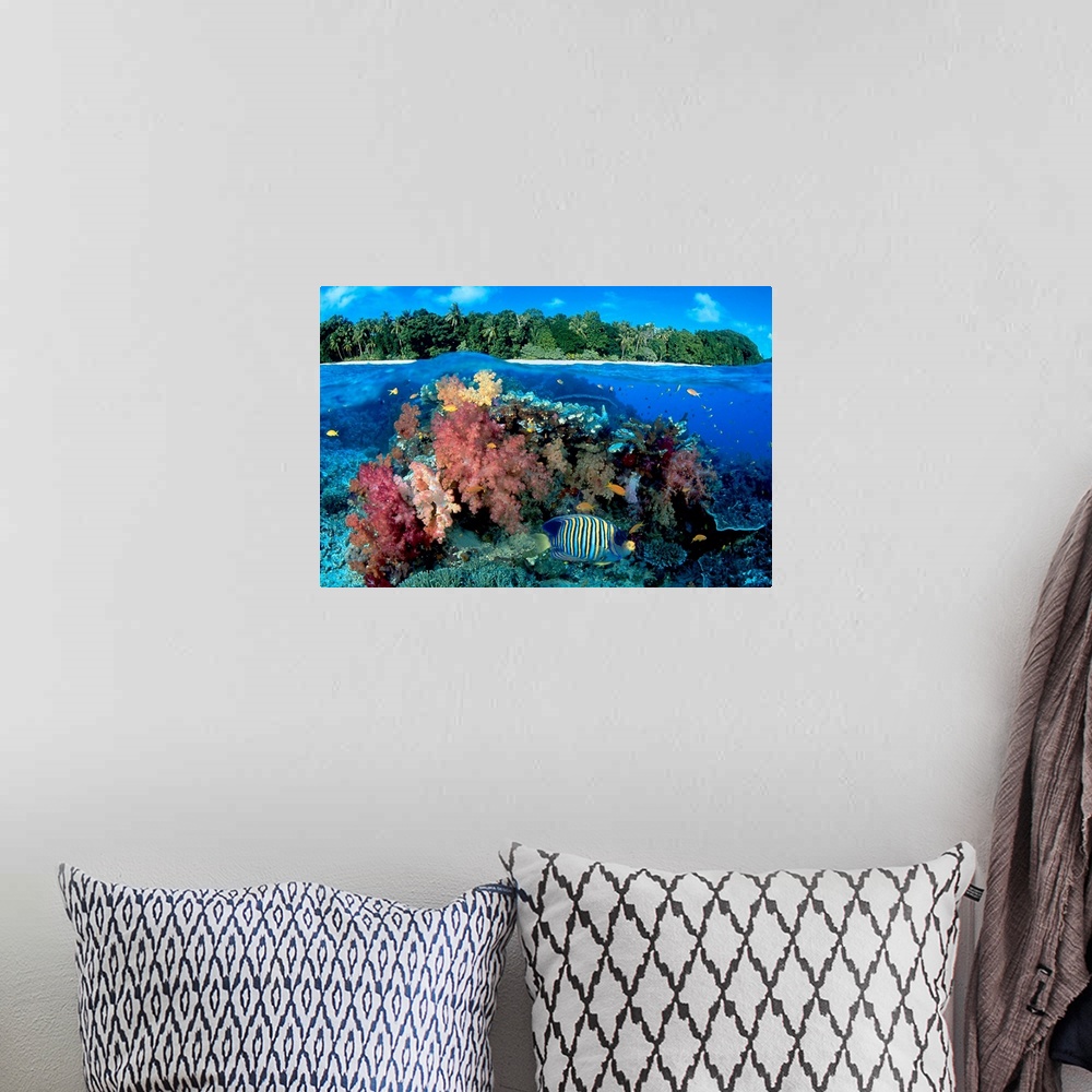 A bohemian room featuring Fiji, Reef With Angelfish (Pygoplites Diacanthus)