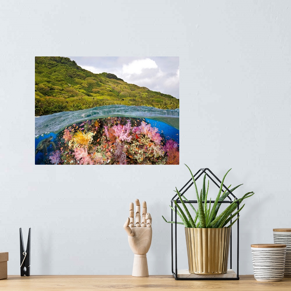 A bohemian room featuring A half above, half below look at a Fijian reef with alconarian and gorgonian coral and a green se...