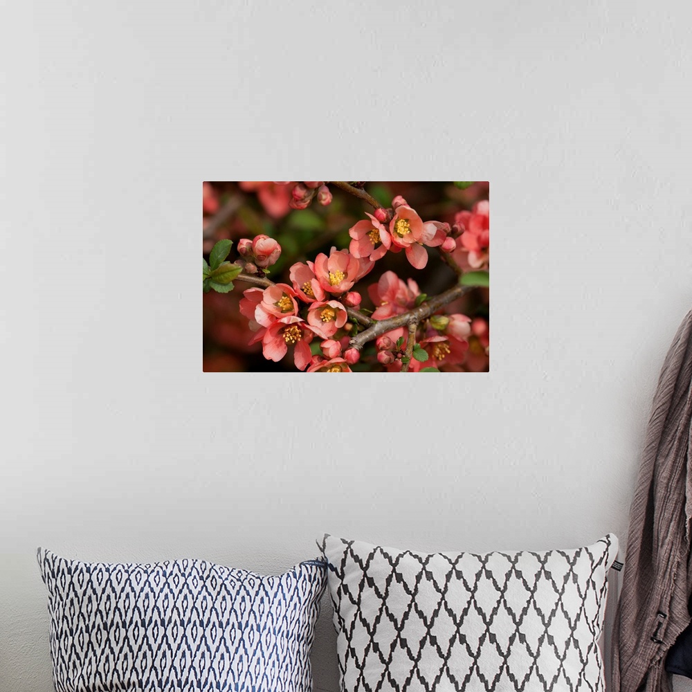 A bohemian room featuring Close up of a flowering branch of the Japanese dwarf flowering quince. Jamaica Plain, Massachusetts.