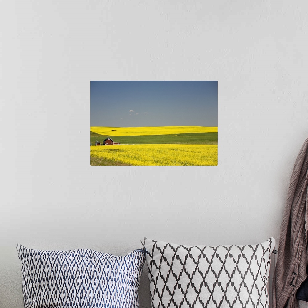 A bohemian room featuring Flowering Canola Fields And A Red Barn; Alberta, Canada