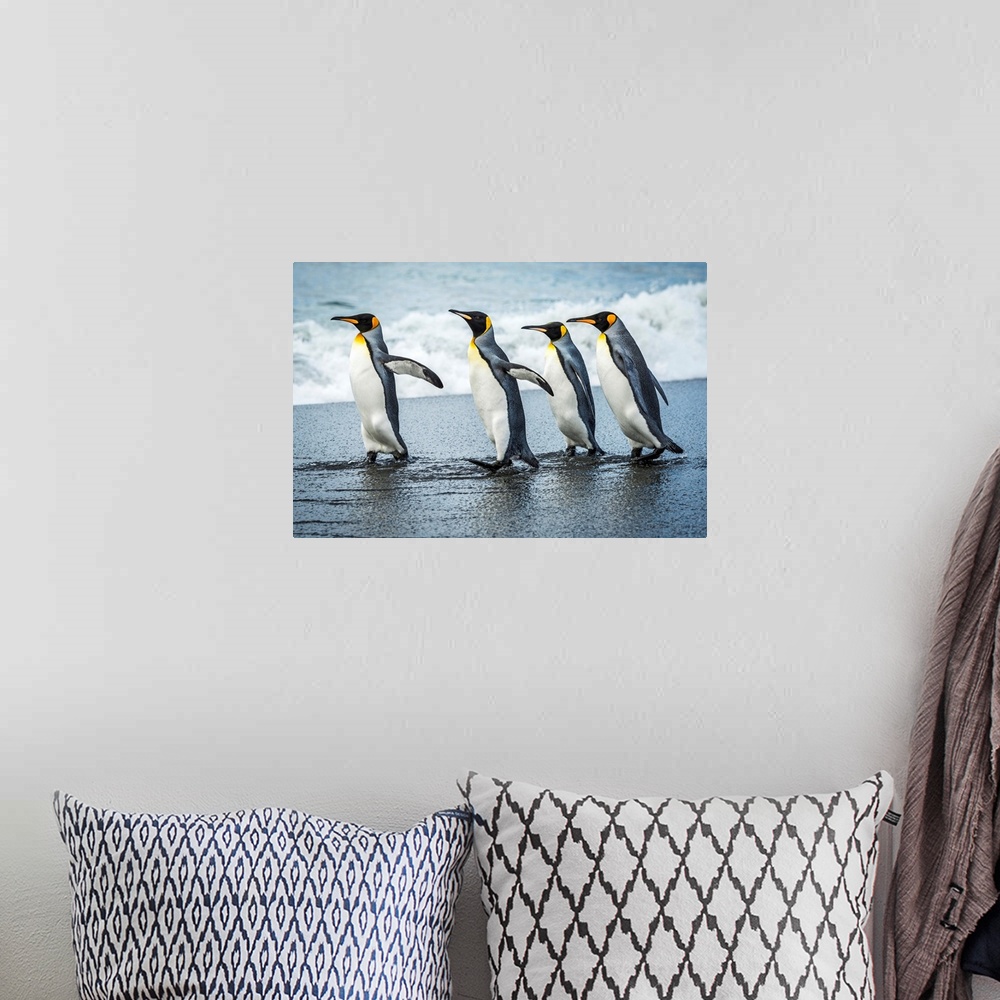 A bohemian room featuring Four king penguins (Aptenodytes patagonicus) walking together on beach; Antarctica