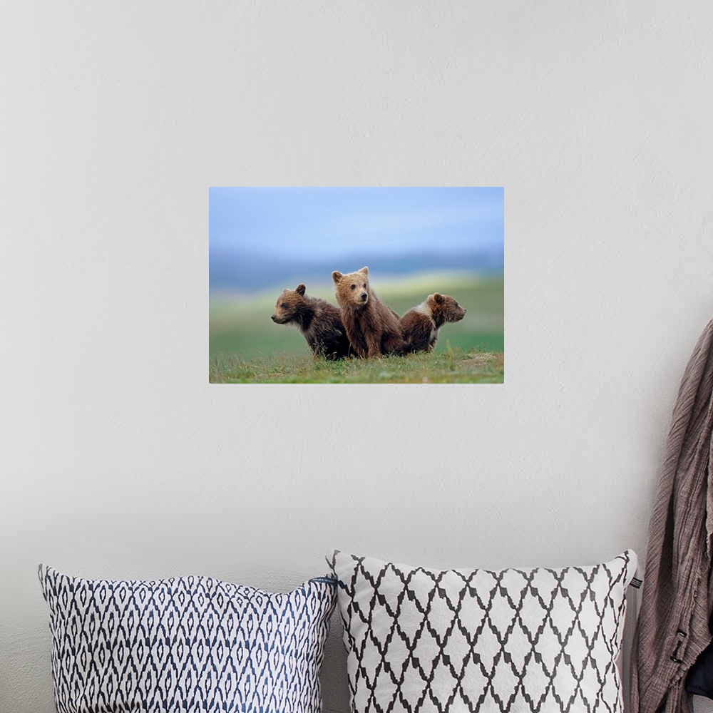 A bohemian room featuring four young brown bear cubs huddled together on tundra Katmai National Park