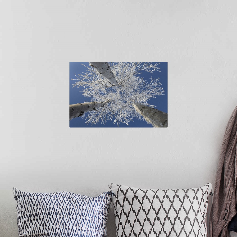 A bohemian room featuring Frosty covered birch tree reaching up to clear blue sky, Thunder Bay, Ontario, Canada