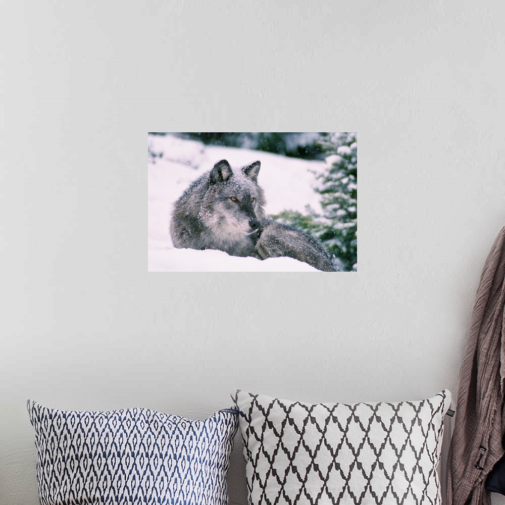 A bohemian room featuring Gray Wolf