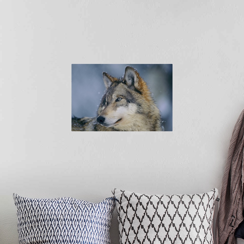 A bohemian room featuring Close-up portrait of a gray wolf (canis lupus) in a snowfall with snowflakes on its fur. Ely, Min...