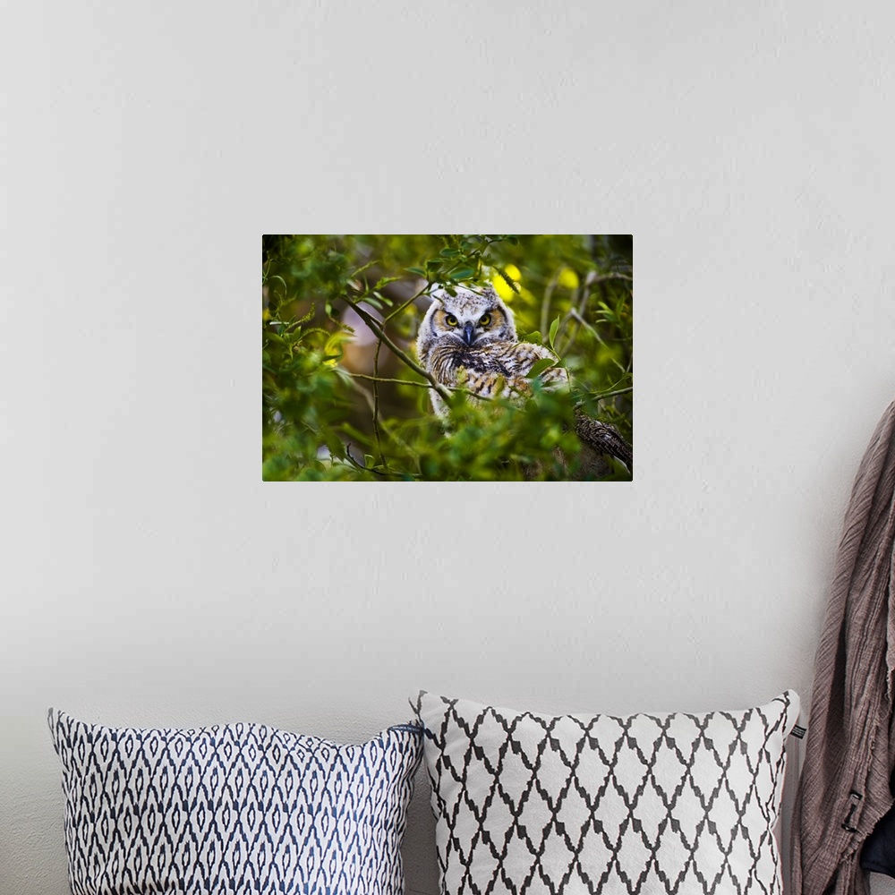 A bohemian room featuring Great Horned Owlet