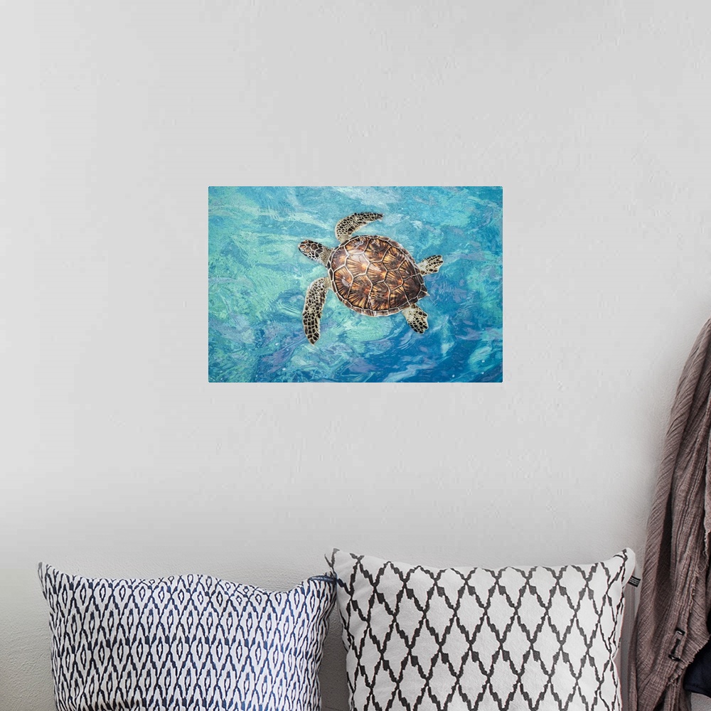 A bohemian room featuring Green sea turtle (chelonia mydas), an endangered species, on the surface for a breath off west Ma...