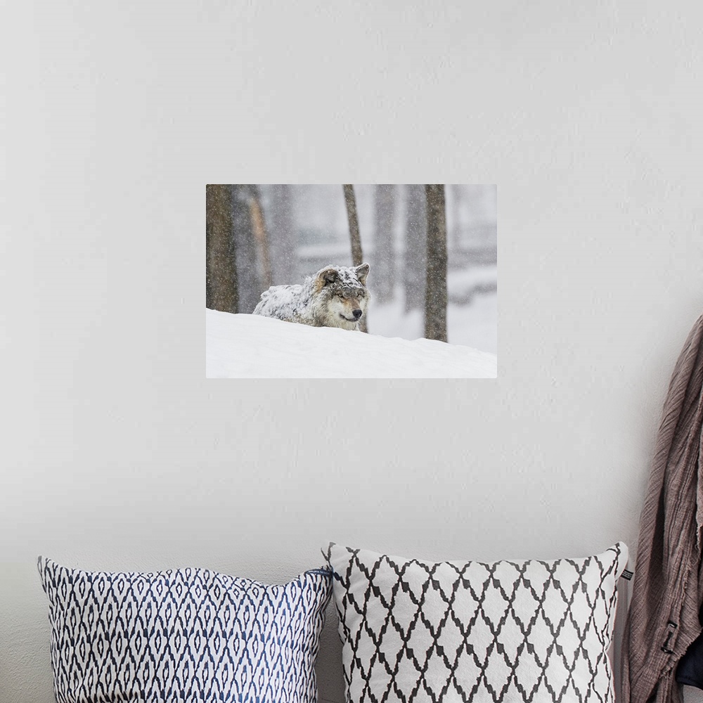 A bohemian room featuring Grey wolf (Canis lupus) during a snow storm; Montebello, Quebec, Canada
