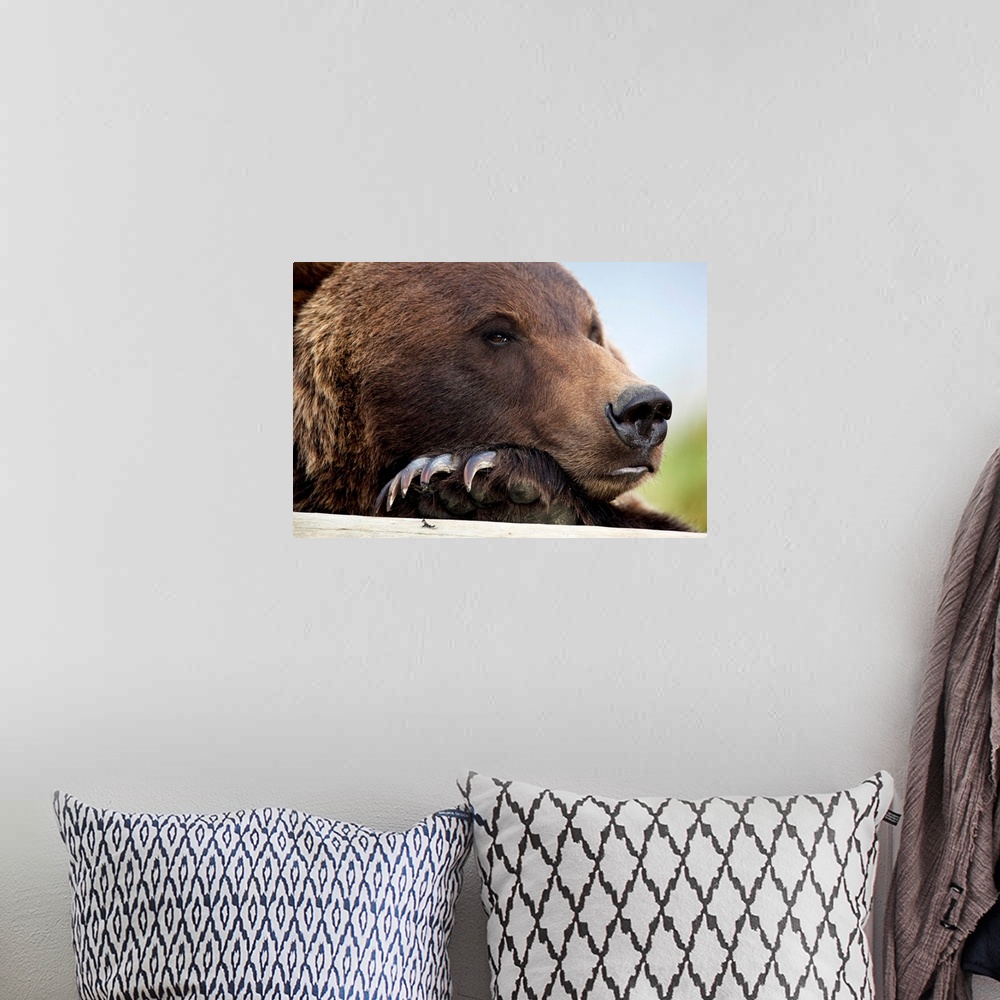 A bohemian room featuring Grizzly Bear Rests Its Head On A Log At The Alaska Wildlife Conservation Center