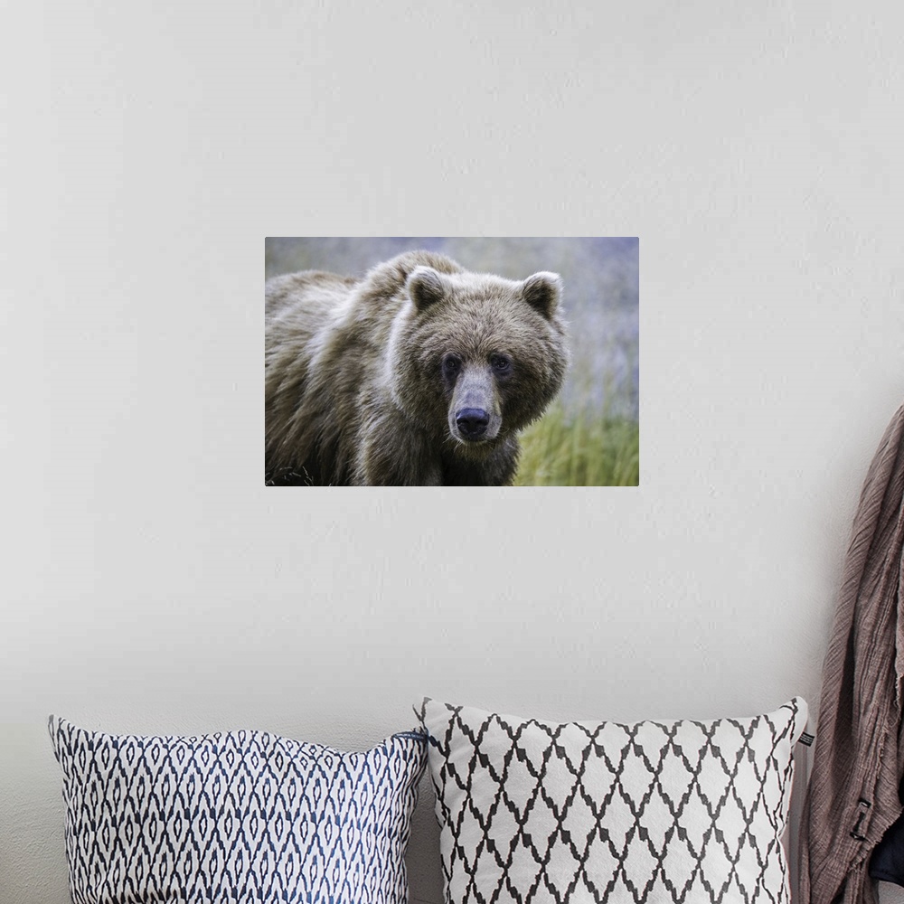 A bohemian room featuring Grizzly bear (ursus arctos horribilis), Taku River, Atlin, British Columbia, Canada.