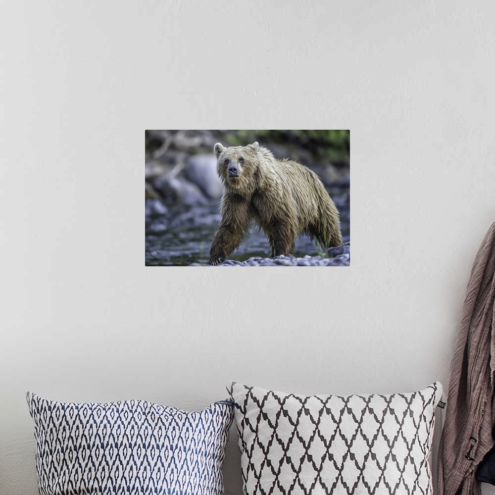 A bohemian room featuring Grizzly bear (ursus arctos horribilus), Taku River, Atlin, British Columbia, Canada.
