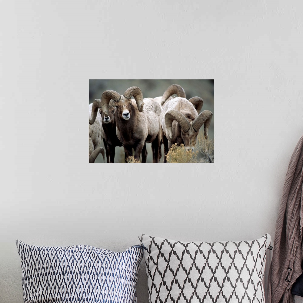 A bohemian room featuring Group of bighorn sheep rams in Yellowstone National Park, Montana, United States of America