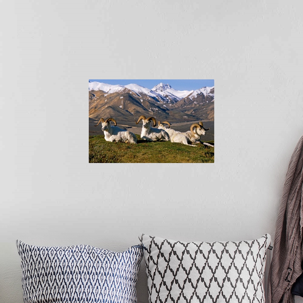 A bohemian room featuring Group of Dall Sheep Rams on Ridge Polychrome Pass IN AK Summer Denali NP
