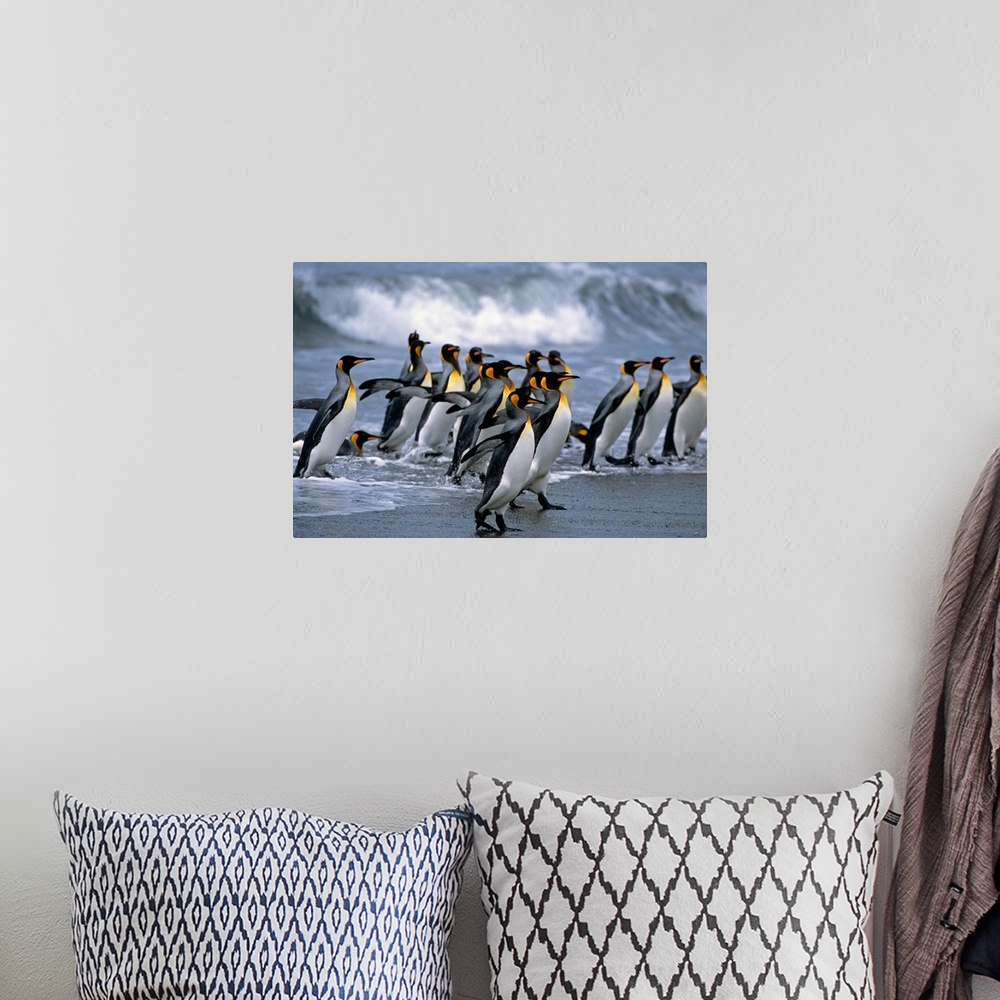 A bohemian room featuring Group of king penguins walking in surf on beach, South Georgia island, Antarctic, summer.