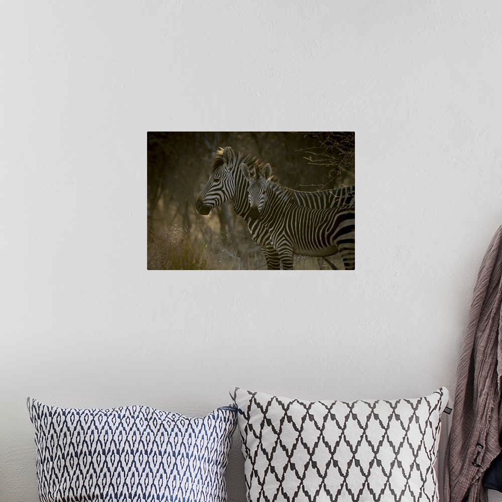 A bohemian room featuring Close-up of Hartmann mountain zebra with foal