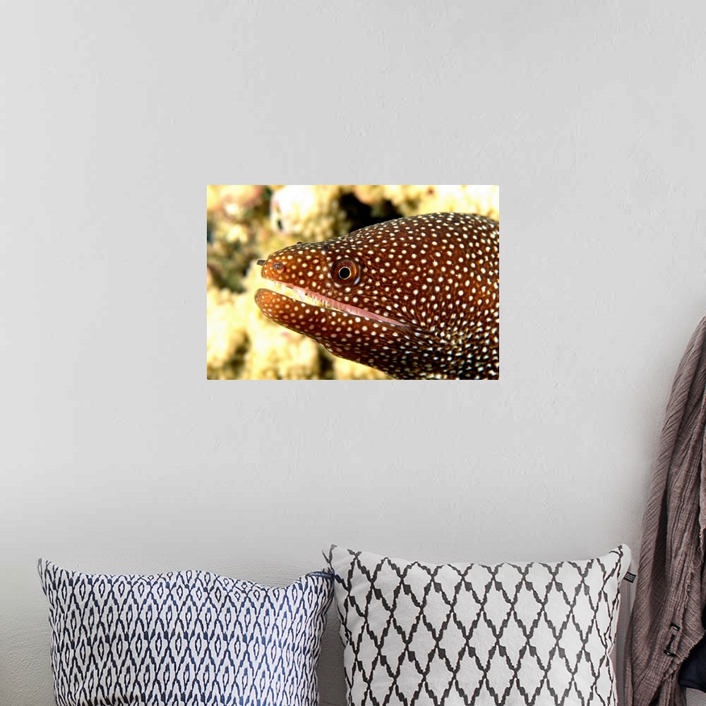 A bohemian room featuring Hawaii, A Whitemouth Moray Eel's (Gymnothorax Meleagris) Mouth