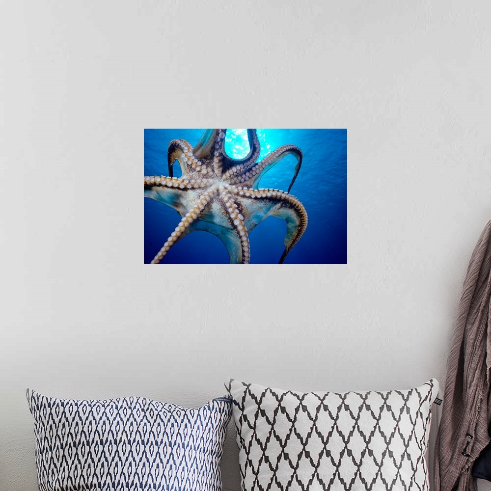 A bohemian room featuring Hawaii, Day Octopus (Octopus Cyanea) In Midwater, Underside